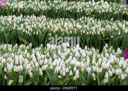 Reihen Weißer Tulpen In Amsterdam Niederlande 21-1-2023 Stockfoto