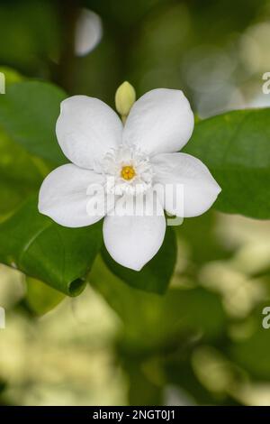 Wrightia antidysenterica, die Korallenwirbel oder Tellicherrinde, die entlang der Straße in Sri Lanka gefunden wird Stockfoto