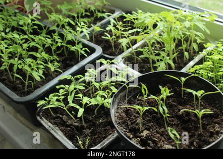 Setzlinge in Behältern zur Erzeugung von Tomatenpaprika. Gartenbau. Sommerhobby. Stockfoto