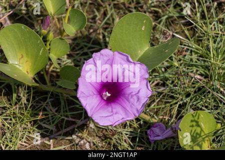 Beach Morning Glory Blumen, Ipomoea pes-caprae, wächst an den Stränden von Sri Lanka. Stockfoto