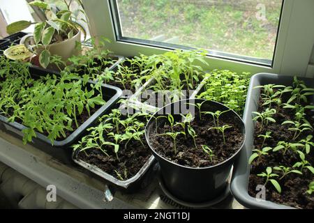 Setzlinge in Behältern zur Erzeugung von Tomatenpaprika. Gartenbau. Sommerhobby. Stockfoto