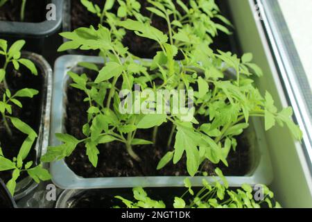 Setzlinge in Behältern zur Erzeugung von Tomatenpaprika. Gartenbau. Sommerhobby. Stockfoto
