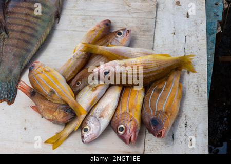 Frischer Katheter des Tages auf dem Negombo Fischmarkt in Sri Lanka. Stockfoto