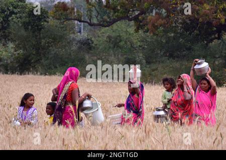 Jabalpur : Dorfbewohner, die Container auf einem Weizenfeld transportieren, um Trinkwasser aus einer Handpumpe am Stadtrand von Jabalpur zu sammeln. Foto: Uma Shankar Mishra Stockfoto