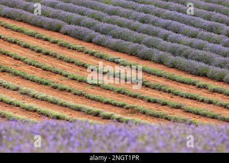 Hintergrund für Lavendel-Dateien. Abstrakte Darstellung von Reihen kultivierter Lavendelblumen gegen roten Boden in Tasmanien, Australien. Stockfoto
