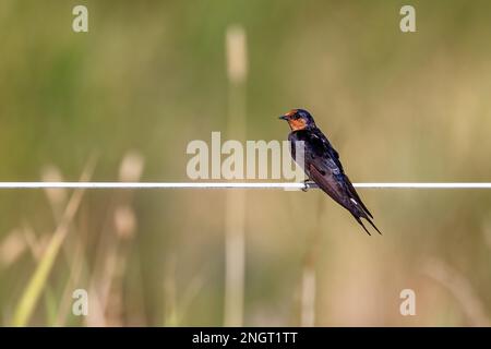 Willkommen Swallow, Hirundo Neoxena, hoch oben auf einem Drahtzaun in Tamar Feuchtgebieten, Tasmanien. Weicher Hintergrund mit Platz für Text. Stockfoto