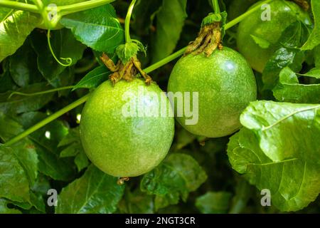 Nahaufnahme, selektiver Fokus auf zwei grüne unreife Früchte der Granadilla-Pflanze, auch bekannt als Passionsfrucht. Stockfoto