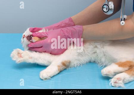 Der Tierarzt untersucht die Zähne einer Katze, die auf dem Tisch liegt. Tierarzt untersucht Katzenzähne. Tierzahnarzt Stockfoto