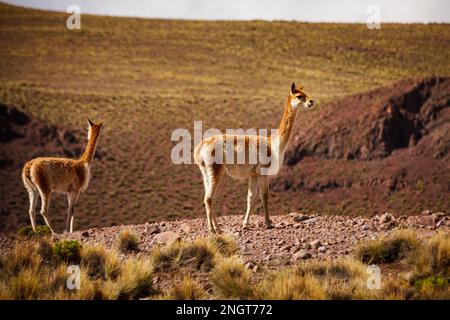 guanaco lama alpaca in den bolivianischen anden Stockfoto