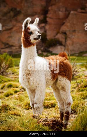 Babyalpaka in den bolivianischen anden Stockfoto