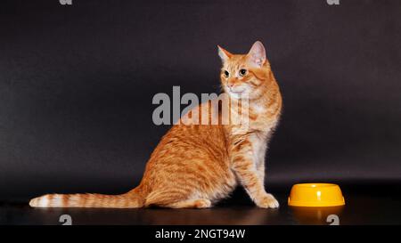 Ingwerkatze und gelbe Schüssel mit Futter oder Wasser auf schwarzem Hintergrund. Kopierraum. Stockfoto