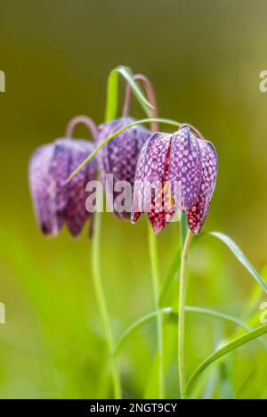 Nahaufnahme der Fritillarienblume mit Schlangenkopf, England (Fritillaria Meleagris) Stockfoto