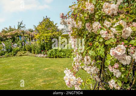 Weiße Rosenbüsche im Masters Garden in Warwick, Warwickshire, England Stockfoto