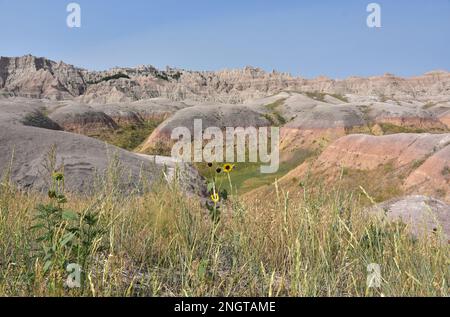 Kleine blühende Sonnenblumen, die am Rand der gelben Hügel blühen. Stockfoto