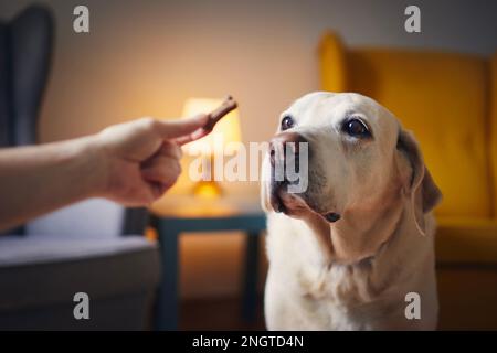 Ein Mann mit seinem gehorsamen Hund zu Hause. Die Hand des Haustierbesitzers gibt labrador Retriever Keks. Stockfoto