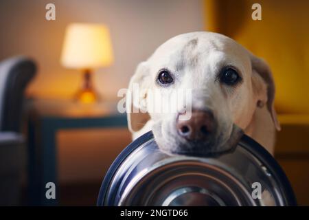 Hungriger Hund mit traurigen Augen wartet auf Fütterung. Der süße labrador Retriever hält Hundeschale im Mund in gemütlichen Heimen. Stockfoto