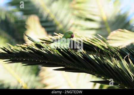 Mönchssittich (Myiopsitta monachus), der auf einem Ast sitzt Stockfoto