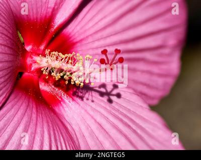 Makro mit rosafarbener Hibiskusblume und Blick auf die Vorderseite des französischen Gartens Stockfoto