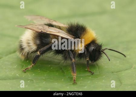 Natürliche Nahaufnahme des Waldes, vierfarbige Kuckuckuckucksubee, Bombus Sylvestris auf einem grünen Blatt im Garten Stockfoto