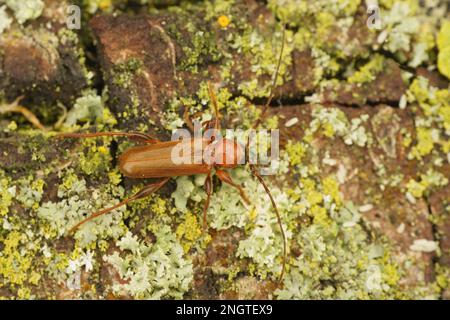 Natürliche Nahaufnahme auf einem violetten Tanbark Bohrer Longhornkäfer, Phymatodes testaceus, auf Holz Stockfoto