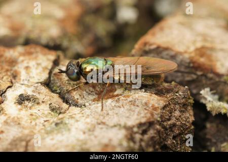 Natürliche Nahaufnahme auf einer grünen, breiten Centurion Soldatenfliege, Chloromyia formosa, die auf Holz im Garten sitzt Stockfoto