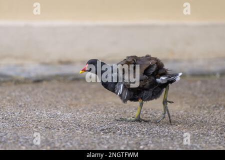 Gemeiner Moorhen (Gallinula chloropus), auch bekannt als Wasserhuhn oder Sumpfhuhn, das auf dem Fußweg läuft Stockfoto