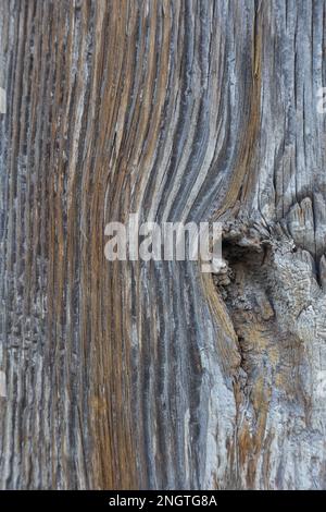 Verwitterter Holzbalken mit ausgeprägter Körnung - Textur, Muster Stockfoto