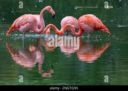 Eine Gruppe von Flamingos, die in einem See zur Fütterung stehen Stockfoto