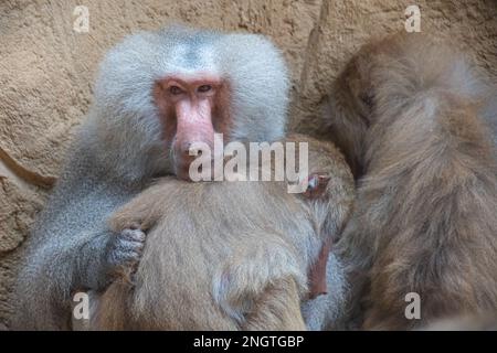 Drei Paviane (papio), die dicht beieinander sitzen Stockfoto