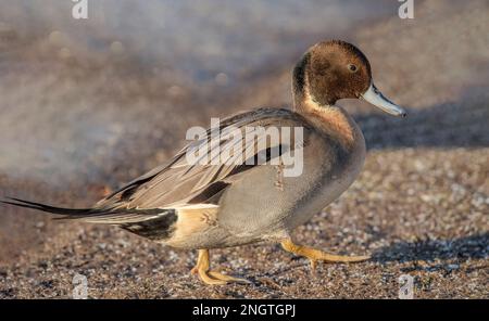 Pintail Ente, anas acuta, männlich, stehend, im Winter in großbritannien aus nächster Nähe Stockfoto