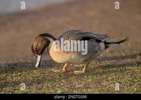 Pintail Ente, anas acuta, männlich, stehend, im Winter in großbritannien aus nächster Nähe Stockfoto