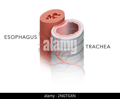 Zur Anatomie der Trachea und des Osophagus Stockfoto