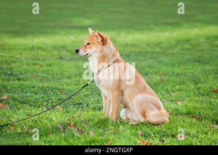 Shiba-Inu-Hund sitzt auf der Wiese Stockfoto