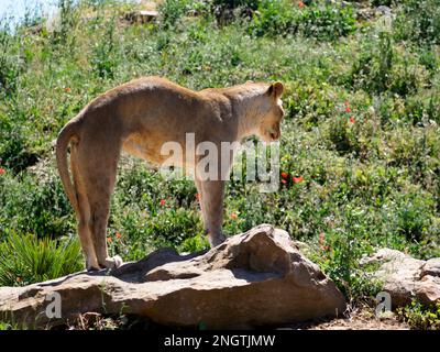 Junge Löwin (Panthera leo), die sich auf Felsen den Rücken krümmt Stockfoto