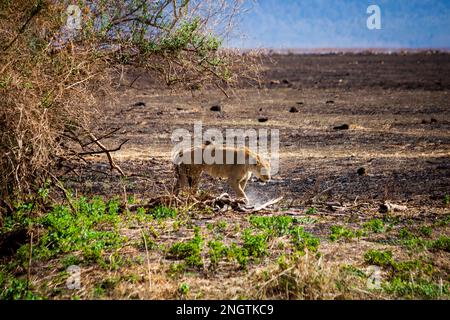 löwen gehen Wildtiere, afrika, tansania Stockfoto