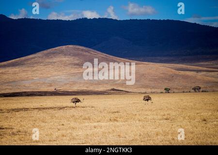 Zwei Straußenarten, afrika, tansania, ngorongoro Stockfoto