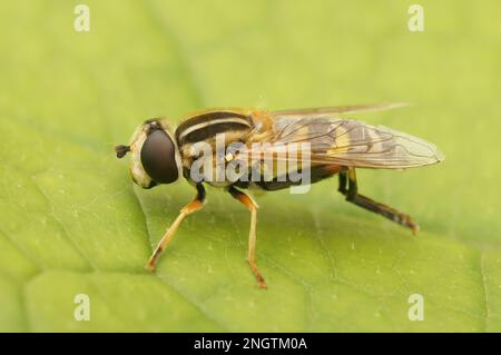 Detaillierte laterale Nahaufnahme des großen Tigerfliegens Helophilus trivittatus auf einem grünen Blatt im Garten Stockfoto