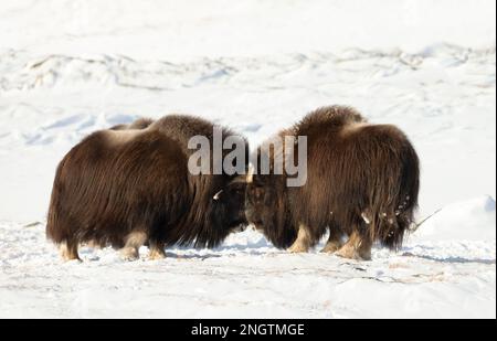 Nahaufnahme der Musk Oxen, die im Winter kämpfen, Norwegen, Dovrefjell-Nationalpark. Stockfoto