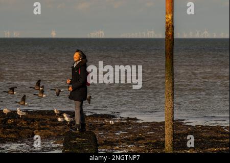 Margate, Großbritannien. 17. Februar 2023 Genießen Sie den Strand und die Felsenpools mit der riesigen Thames Estuary Windfarm im Hintergrund. Leben an der Margate Küste. Kredit: Guy Bell/Alamy Live News Stockfoto