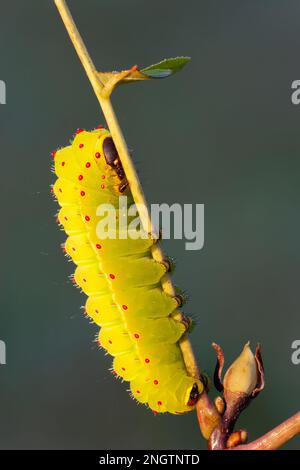 Luna Moth (ACTIAS luna) Larven des frühen 5. Instars auf Schwarzer Walnuss (Juglans nigra) die Luna Moth ist ein gemeinsames Mitglied der Familie der Saturniidae, die f Stockfoto