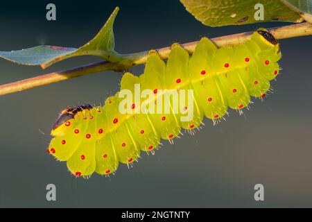 Luna Moth (ACTIAS luna) Larven des frühen 5. Instars auf Schwarzer Walnuss (Juglans nigra) die Luna Moth ist ein gemeinsames Mitglied der Familie der Saturniidae, die f Stockfoto