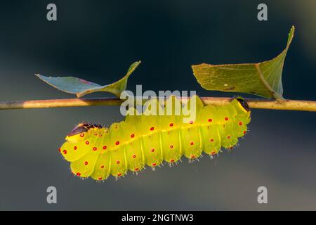 Luna Moth (ACTIAS luna) Larven des frühen 5. Instars auf Schwarzer Walnuss (Juglans nigra) die Luna Moth ist ein gemeinsames Mitglied der Familie der Saturniidae, die f Stockfoto