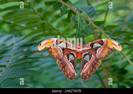 ATTACUS-MOTTE (Attacus-Atlas) frisch geschlüpfte Frau, die auf dem Kokon auf dem Baum des Himmels sitzt (Ailanthus altissima). Stockfoto