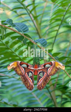 ATTACUS-MOTTE (Attacus-Atlas) frisch geschlüpfte Frau, die auf dem Kokon auf dem Baum des Himmels sitzt (Ailanthus altissima). Stockfoto