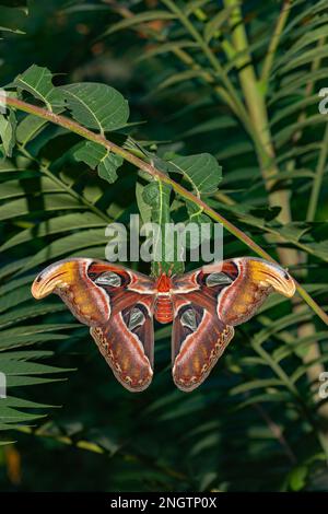 ATTACUS-MOTTE (Attacus-Atlas) frisch geschlüpfte Frau, die auf dem Kokon auf dem Baum des Himmels sitzt (Ailanthus altissima). Stockfoto