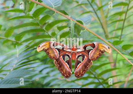 ATTACUS-MOTTE (Attacus-Atlas) frisch geschlüpfte Frau, die auf dem Kokon auf dem Baum des Himmels sitzt (Ailanthus altissima). Stockfoto