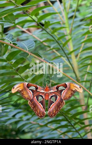 ATTACUS-MOTTE (Attacus-Atlas) frisch geschlüpfte Frau, die auf dem Kokon auf dem Baum des Himmels sitzt (Ailanthus altissima). Stockfoto