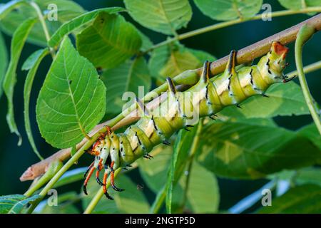 HICKORY-HORNTEUFEL (Citheronia regalis) Raupe. Die Erwachsenenform ist eine Motte, die als Royal Walnut Moth bekannt ist, auch bekannt als Regal Moth. Das ist eine 5 Stockfoto