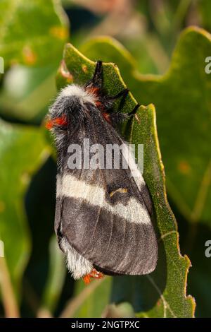 Barrens Buck Moth (Hemileuca maia) Weiblich auf Eiche Post (Quercus stellata). Beachten Sie, dass das Weibchen ihr Phermon freisetzt, um Männchen anzuziehen. Diese Spez Stockfoto