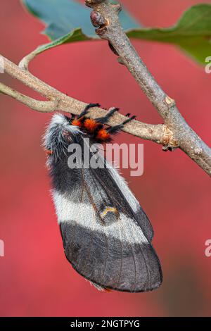 Barrens Buck Moth (Hemileuca maia) Weiblich auf Eiche Post (Quercus stellata) mit dramatischen Herbstfarben von Winged Sumac (Rhus copallinum) alias Shining Suma Stockfoto